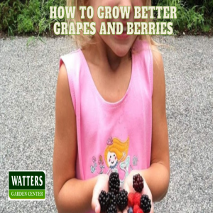 🍇How to Grow Better Grapes and Berries 🍇