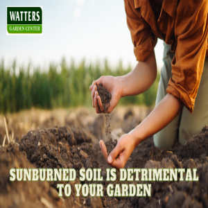 ☀️Sunburned Soil is Detrimental to Your Garden and How to Prevent It☀️