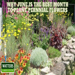 🌼Why June is the Best Month to Plant Perennial Flowers 🌼