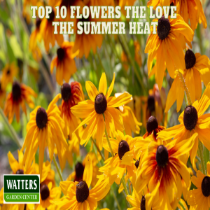 🌡️ Top 10 Flowers that Love the Summer Heat 🌡️