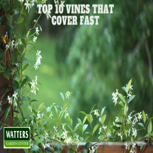 🌿Top 10 Vines That Cover Fast🌿