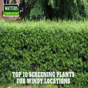 🌲Top 10 Screening Plants for Windy Locations 🌲