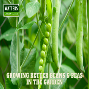 🫛 Growing Better Beans & Peas in the Garden 🫛