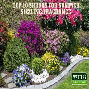 🌹Top 10 Shrubs for Summer Sizzling Fragrance 🌹