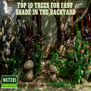 🌳Top 10 Trees for Fast Shade in the Backyard 🌳