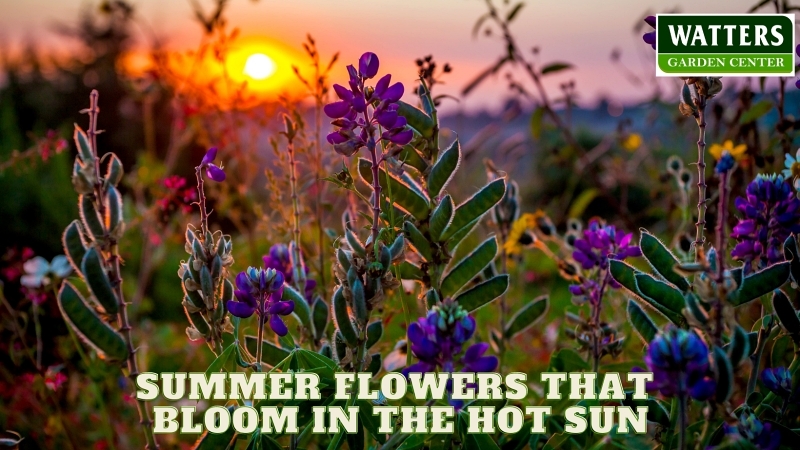 🌺Summer Flowers That Bloom in Hot Sun 🌺