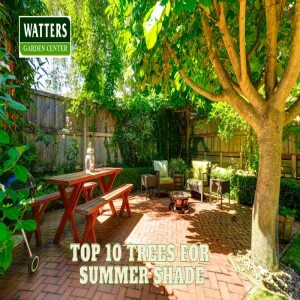 🌳Top 10 Trees for Summer Shade 🌳