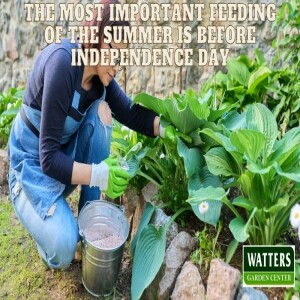 🎆The Most Important Feeding of Summer is Before Independence Day 🎆