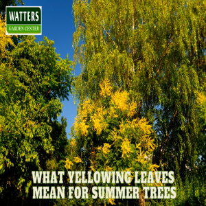 🌳What Yellowing Leaves Mean for Summer Trees 🌳