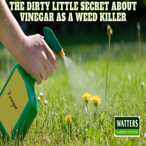 🌿The Dirty Little Secret about Vinegar as a Weed Killer 🌿