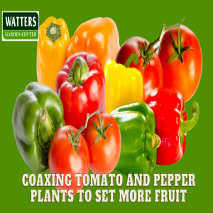 🍅Coaxing Tomato and Pepper Plants to Set More Fruit in the Summer Heat 🍅