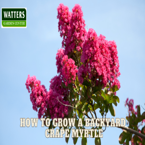 🌺How to Grow a Backyard Crape Myrtle 🌺