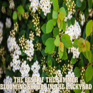 🪴The Best of the Summer Blooming Shrubs in the Backyard 🪴