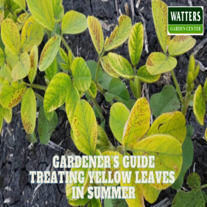 🌱Gardener’s Guide - Treating Yellow Leaves in Summer 🌱