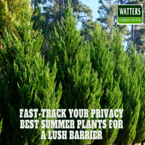 🌲Fast-Track Your Privacy - Best Summer Plants for a Lush Barrier 🌲