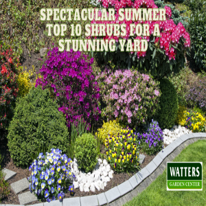 🌺Spectacular Summer - Top 10 Shrubs for a Stunning Yard 🌺