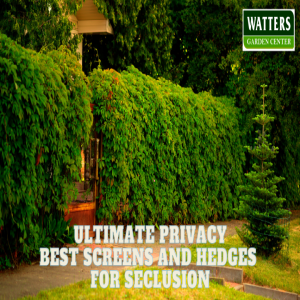 🌲Ultimate Privacy_ Best Screens and Hedges for Seclusion🌲