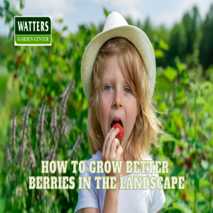 🍓How to Grow Better Berries in the Landscape🍓