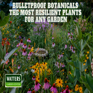 🌺Bulletproof Botanicals - The Most Resilient Plants for Any Garden🌺