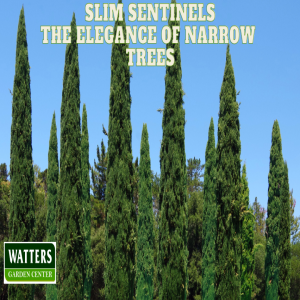 🌲 Slim Sentinels - The Elegance of Narrow Trees 🌲