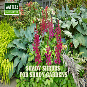 🪴 Shady Shrubs for Shady Gardens🪴