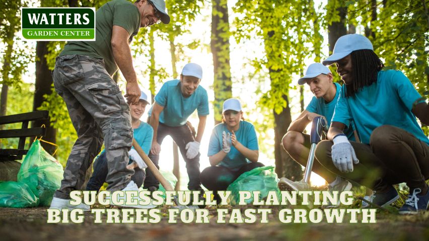🌳 Successfully Planting BIG Trees for Fast Growth 🌳