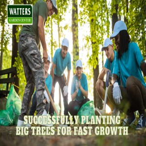 🌳 Successfully Planting BIG Trees for Fast Growth 🌳