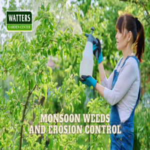 🌿Monsoon Weeds and Erosion Control 🌿