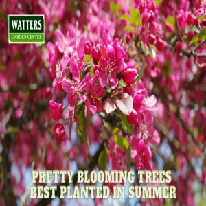 🌳Pretty Blooming Trees Best Planted in Summer 🌳
