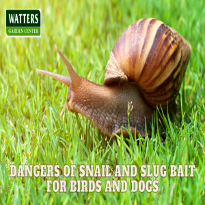 🐌Dangers of Snail and Slug Bait for Birds and Dogs 🐌