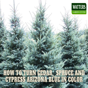 🌲How to Turn Cedar, Spruce and Cypress Arizona Blue in Color🌲