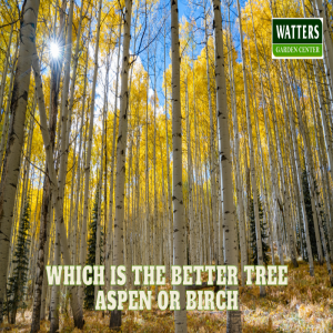 🌳Which is the Better Tree Aspen or Birch 🌳