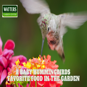 🦜A Baby Hummingbird's Favorite Food in the Garden 🦜