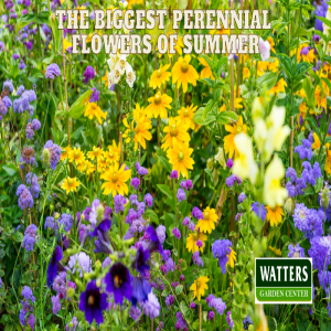 🌼The Biggest Perennial Flowers of Summer🌼