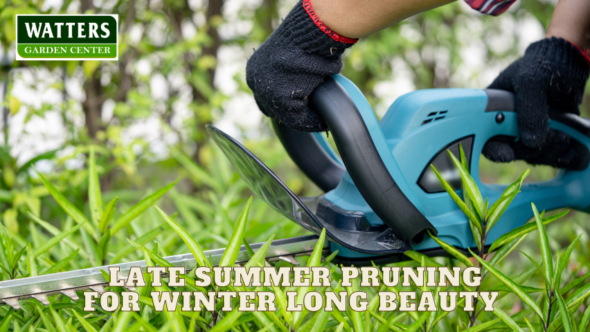🌳 Late Summer Pruning for Winter Long Beauty 🌳