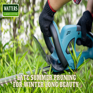 🌳 Late Summer Pruning for Winter Long Beauty 🌳