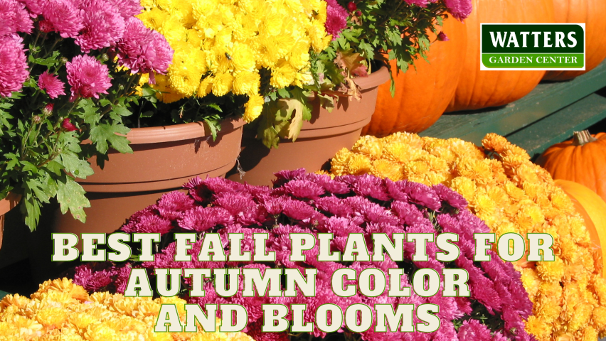🌺 Best Fall Plants for Autumn Long Flowers, Color and Blooms 🌺