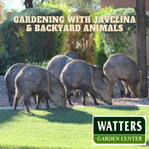 🐗Javelina Proof Your Garden 🐗