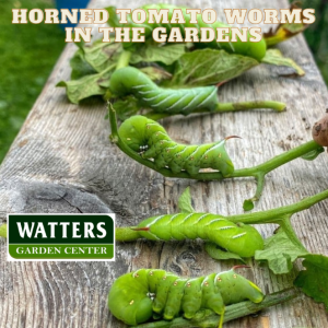 🐛 Preventing Green Tomato Worms in the Gardens 🐛