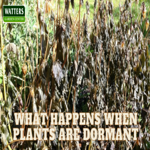 🌱 What Happens When Plants Are Dormant