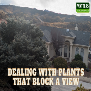🌸Dealing with Plants that Block a View