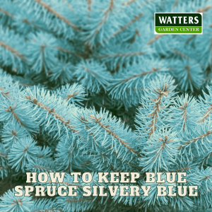 🌲How to Keep Blue Spruce Silvery Blue🌲