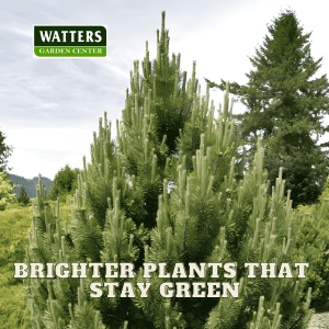 🪴Brighter Plants That Hold Their Foliage and Stay Green🪴