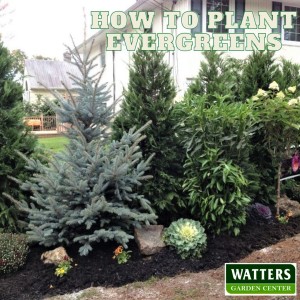 How to Plant a New Evergreen Conifer Tree for the Holidays