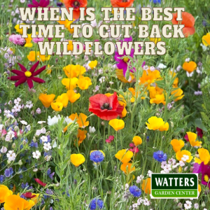 When is the Best time to Cut Back Wildflowers