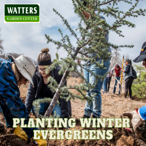 Better Technique for Planting Winter Evergreens When It’s Cold Outside