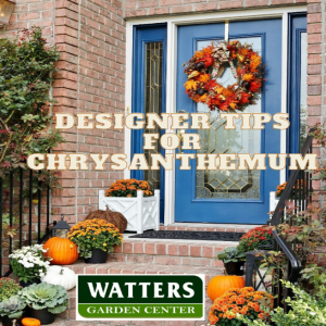 Designer Tips for Chrysanthemum