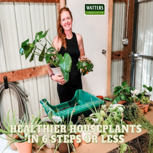 Healthier Houseplants in 6 Steps or Less
