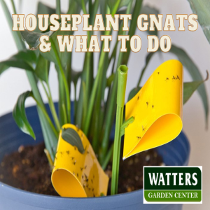 Houseplant Gnats & What to Do