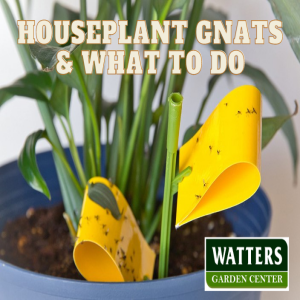 Houseplant Gnats and What to Do